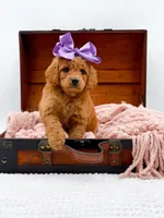 Summer, a female Miniature Goldendoodle for sale in Statesville, NC – 7 of 10