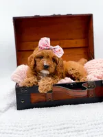 Raleigh, a female Cavapoo for sale in Statesville, NC – 4 of 10
