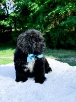 Micro Mini-Nelson, a male Miniature Bernedoodle for sale in Statesville, NC – 9 of 10