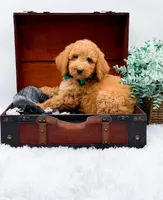 Gary, a male Goldendoodle for sale in Statesville, NC – 1 of 10
