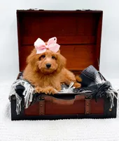 Susie, a female Miniature Goldendoodle for sale in Statesville, NC – 3 of 10