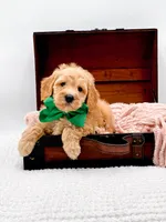 Alvin, a male Miniature Goldendoodle for sale in Statesville, NC – 7 of 10