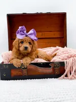 Summer, a female Miniature Goldendoodle for sale in Statesville, NC – 10 of 10