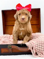 Holly, a female Bernedoodle for sale in Statesville, NC – 8 of 10