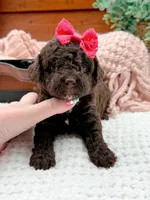 Micro Mini-Nutella, a female Miniature Bernedoodle for sale in Statesville, NC – 3 of 10
