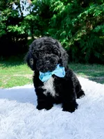 Micro Mini-Nelson, a male Miniature Bernedoodle for sale in Statesville, NC – 8 of 10