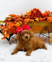 Trixie, a female Cavapoo for sale in Statesville, NC – 5 of 10