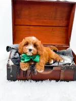 Stewart, a male Cavapoo for sale in Statesville, NC – 2 of 10