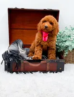 Emma, a female Miniature Goldendoodle for sale in Statesville, NC – 10 of 10