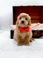 Shaggy, a male Miniature Goldendoodle for sale in Statesville, NC – 2 of 10