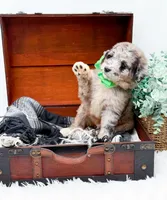 Franklin, a male Bernedoodle for sale in Statesville, NC – 5 of 10