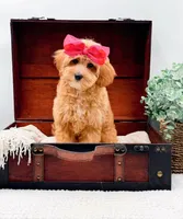 Pansy, a female Miniature Goldendoodle for sale in Statesville, NC – 5 of 10