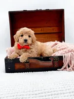 Shaggy, a male Miniature Goldendoodle for sale in Statesville, NC – 3 of 10