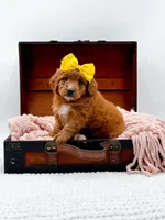 Sally, a female Miniature Goldendoodle for sale in Statesville, NC – 4 of 10