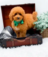 Eddie, a male Miniature Goldendoodle for sale in Statesville, NC – 4 of 10