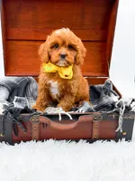 Summer, a female Cavapoo for sale in Statesville, NC – 7 of 10