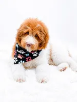 Harry, a male Bernedoodle for sale in Statesville, NC – 4 of 10