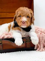 Harry, a male Bernedoodle for sale in Statesville, NC – 3 of 10