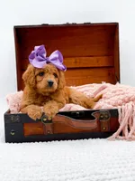 Summer, a female Miniature Goldendoodle for sale in Statesville, NC – 6 of 10
