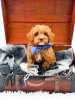 Sam, a male Cavapoo for sale in Statesville, NC – 10 of 10