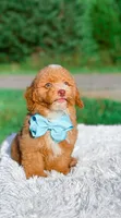Ozzy, a male Miniature Bernedoodle for sale in Statesville, NC – 10 of 10