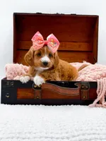 Stella, a female Miniature Goldendoodle for sale in Statesville, NC – 6 of 10