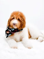 Harry, a male Bernedoodle for sale in Statesville, NC – 2 of 10