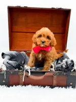 Sandy, a female Cavapoo for sale in Statesville, NC – 9 of 10