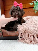 Micro Mini-Nutella, a female Miniature Bernedoodle for sale in Statesville, NC – 8 of 10