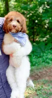 Hank, a male Bernedoodle for sale in Statesville, NC – 4 of 10