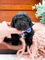 Micro Mini-Nelson, a female Miniature Bernedoodle for sale in Statesville, NC – 5 of 10