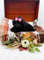 Maddie, a female Poodle - Toy  for sale in Statesville, NC – 4 of 10