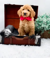 Ginger, a female Goldendoodle for sale in Statesville, NC – 10 of 10