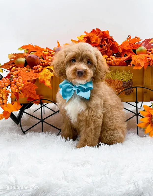 Ted – Cavapoo puppy for sale in Statesville, NC
