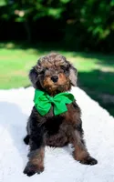 Ollie, a male Miniature Bernedoodle for sale in Statesville, NC – 10 of 10