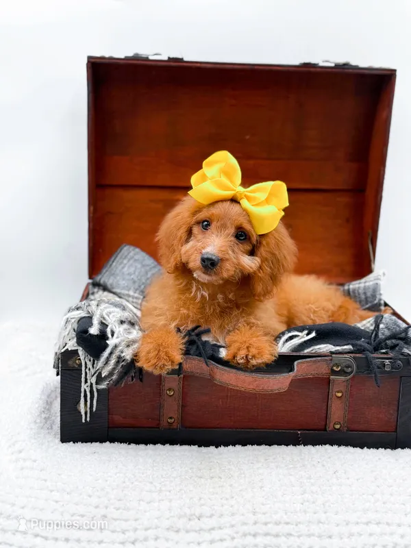 Sally – Miniature Goldendoodle puppy for sale in Statesville, NC