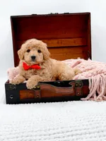 Shaggy, a male Miniature Goldendoodle for sale in Statesville, NC – 6 of 10