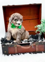 Freckles(Blue Eye), a male Bernedoodle for sale in Statesville, NC – 8 of 10