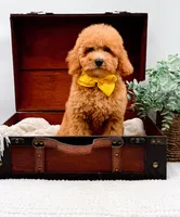 Piper, a female Miniature Goldendoodle for sale in Statesville, NC – 3 of 10