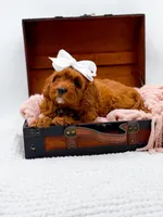 Ruby, a female Cavapoo for sale in Statesville, NC – 6 of 10