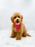 Heidi, a female Miniature Goldendoodle for sale in Statesville, NC – 8 of 10