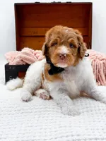 Harry, a male Bernedoodle for sale in Statesville, NC – 9 of 10
