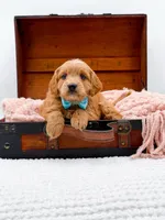 Samson, a male Miniature Goldendoodle for sale in Statesville, NC – 8 of 10