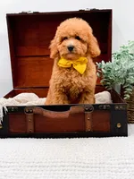 Piper, a female Miniature Goldendoodle for sale in Statesville, NC – 5 of 10