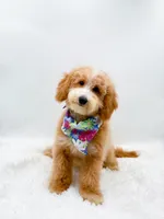 Dolly, a female Miniature Goldendoodle for sale in Statesville, NC – 6 of 10