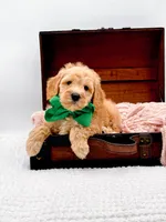 Alvin, a male Miniature Goldendoodle for sale in Statesville, NC – 4 of 10