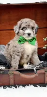 Freckles(Blue Eye), a male Bernedoodle for sale in Statesville, NC – 5 of 10