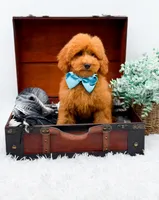 Edwin, a male Miniature Goldendoodle for sale in Statesville, NC – 2 of 10
