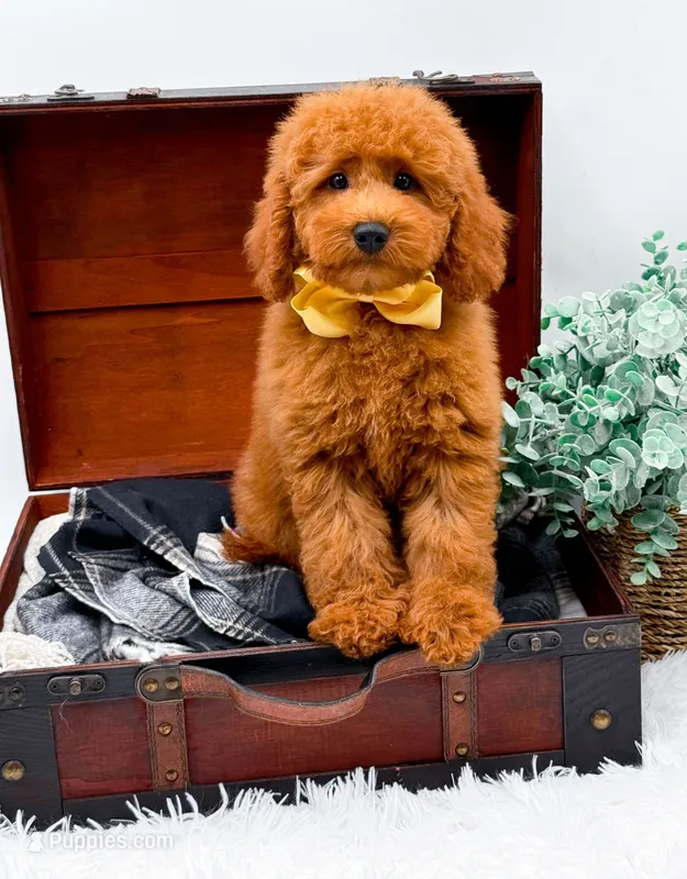 Elsie – Miniature Goldendoodle puppy for sale in Statesville, NC