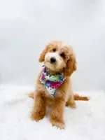 Dolly, a female Miniature Goldendoodle for sale in Statesville, NC – 2 of 10